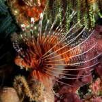 Spotfin Lionfish, Banded Lionfish, Ragged-Finned Firefish, or Broadbarred Firefish
(Pterois antennata)