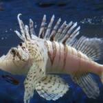 Luna Lionfish, Dragon's Beard Fish, Japanese Lionfish, and Poisson Scorpion.
(Pterois lunulata)