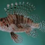 Frillfin Turkeyfish, African Lionfish, and Deepwater Firefish
(Pterois mombasae)