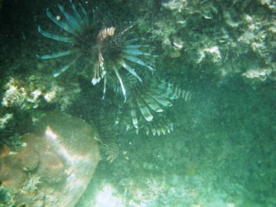 photo of Lionfish in the wild