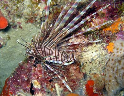 photo of Lionfish in the wild