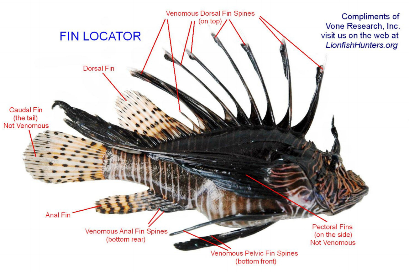 Lionfish fin locator